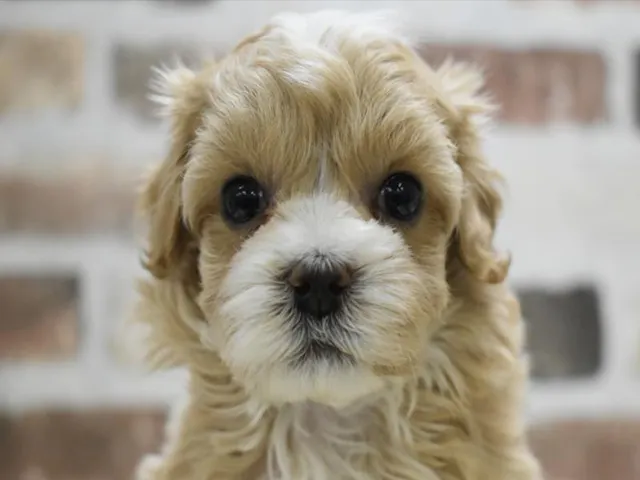 長野県のハーフ犬・ミックス犬 (ペッツワン塩尻店/2025年4月26日生まれ/女の子/アプリコット)の子犬